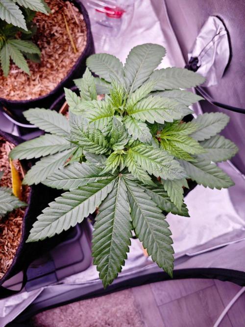 Organic Super Soil Showcase OSS. Week 4