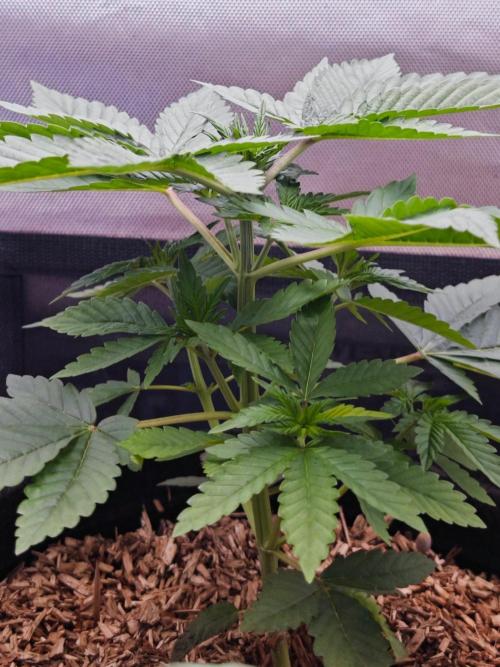 Organic Super Soil Showcase OSS. Week 4