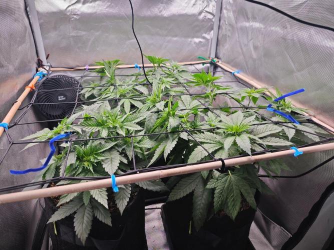 Organic Super Soil Showcase OSS. Week 5