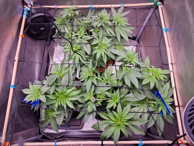 Organic Super Soil Showcase OSS. Week 5