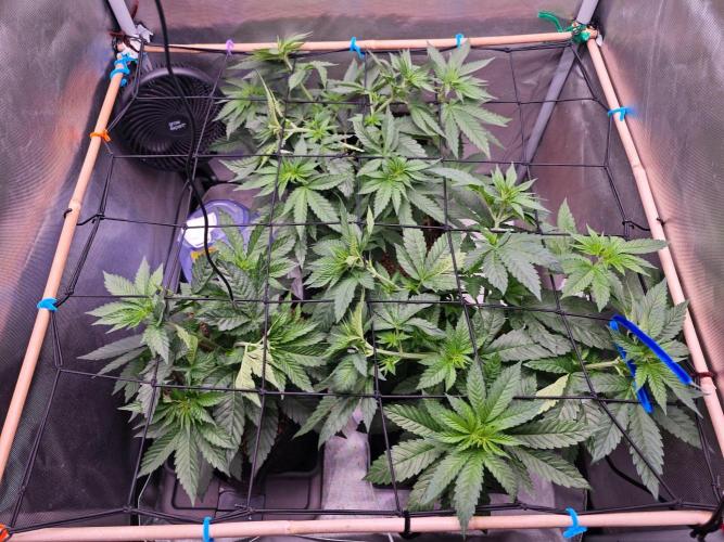 Organic Super Soil Showcase OSS. Week 5
