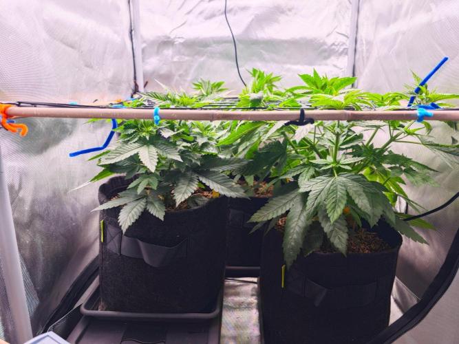 Organic Super Soil Showcase OSS. Week 5