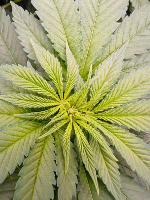 Organic Super Soil Showcase OSS. Week 6