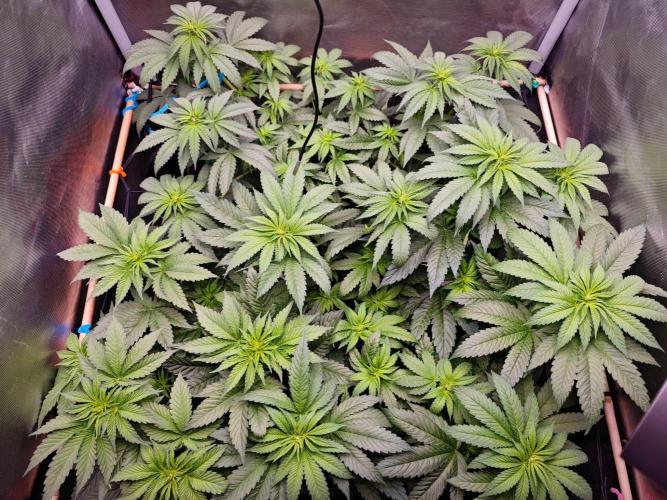 Organic Super Soil Showcase OSS. Week 6