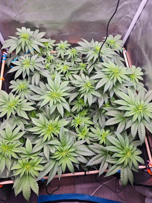 Organic Super Soil Showcase OSS. Week 6