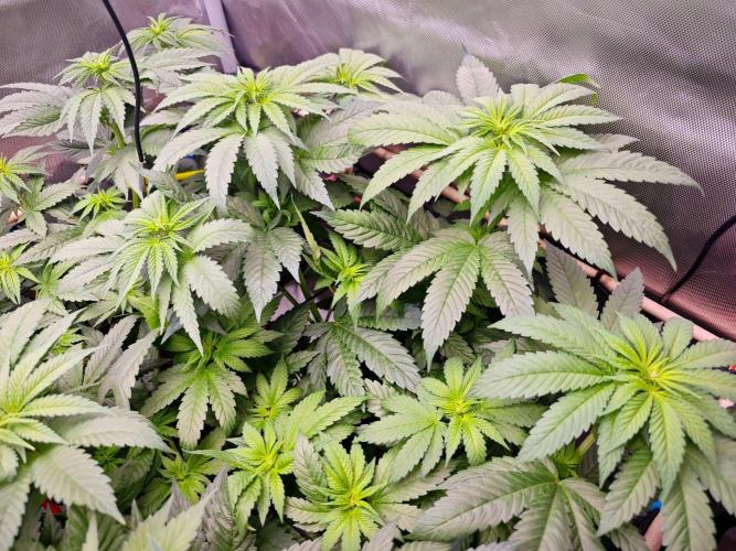 Organic Super Soil Showcase OSS. Week 6