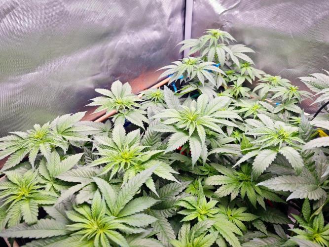 Organic Super Soil Showcase OSS. Week 6