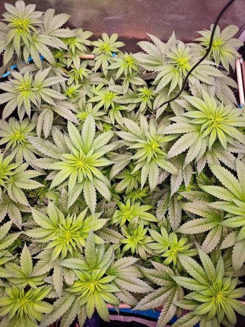 Organic Super Soil Showcase OSS. Week 6