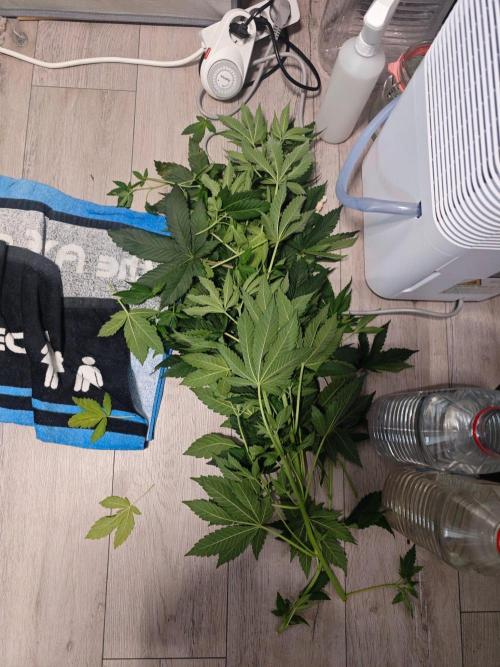 Organic Super Soil Showcase OSS. Week 7