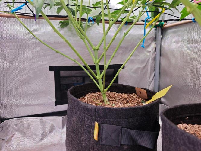 Organic Super Soil Showcase OSS. Week 7