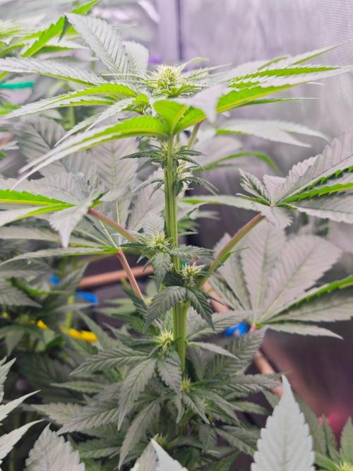 Organic Super Soil Showcase OSS. Week 7
