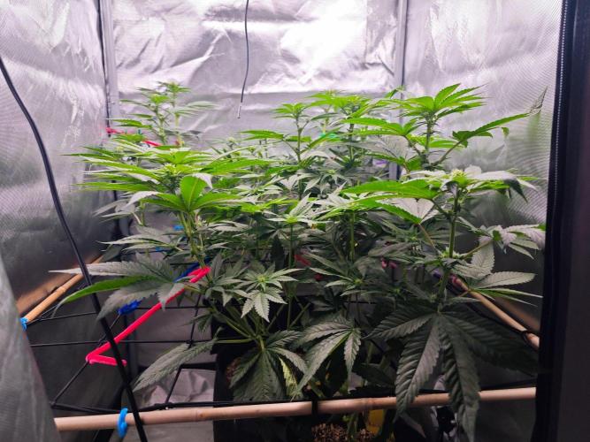 Organic Super Soil Showcase OSS. Week 7