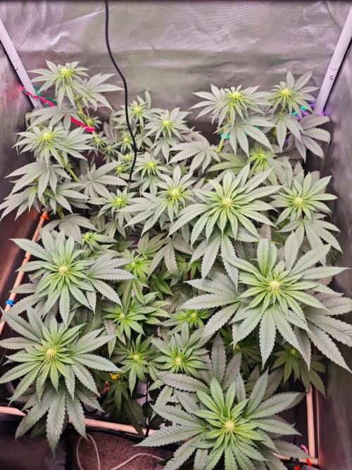 Organic Super Soil Showcase OSS. Week 7