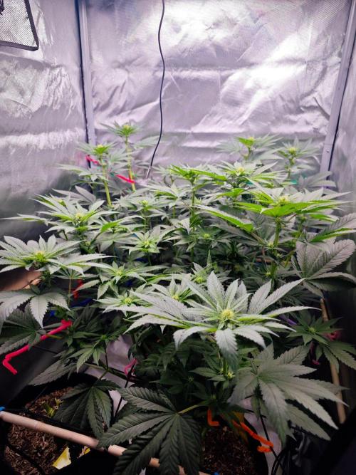 Organic Super Soil Showcase OSS. Week 7