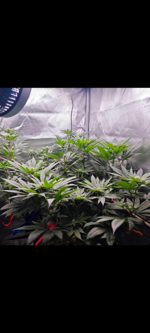Organic Super Soil Showcase OSS. Week 7 - Girls are praying 
