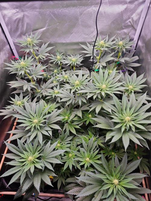 Organic Super Soil Showcase OSS. Week 7 - Just two girls, praying to the sky in an 80x80 tent, drinking up every drop