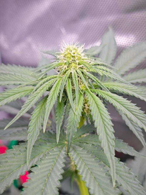Organic Super Soil Showcase OSS. Week 7