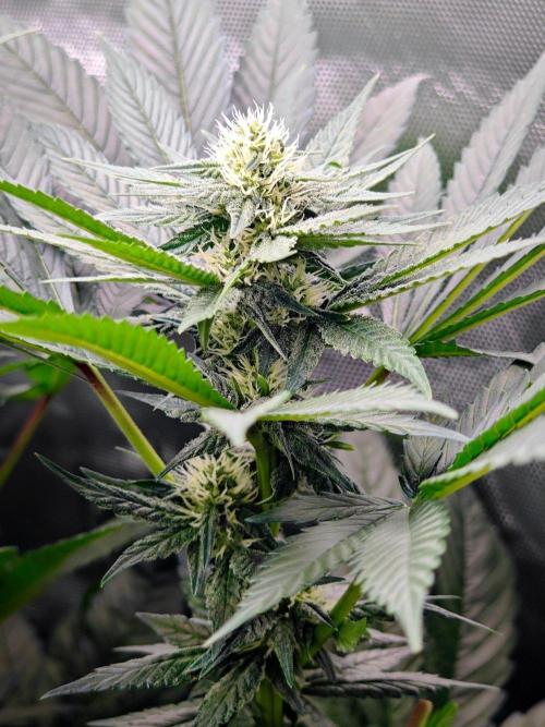 Organic Super Soil Showcase OSS. Week 8