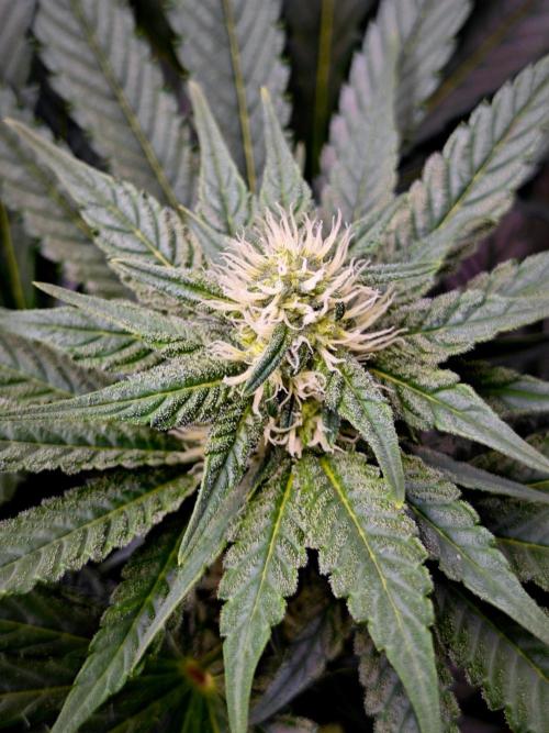 Organic Super Soil Showcase OSS. Week 8