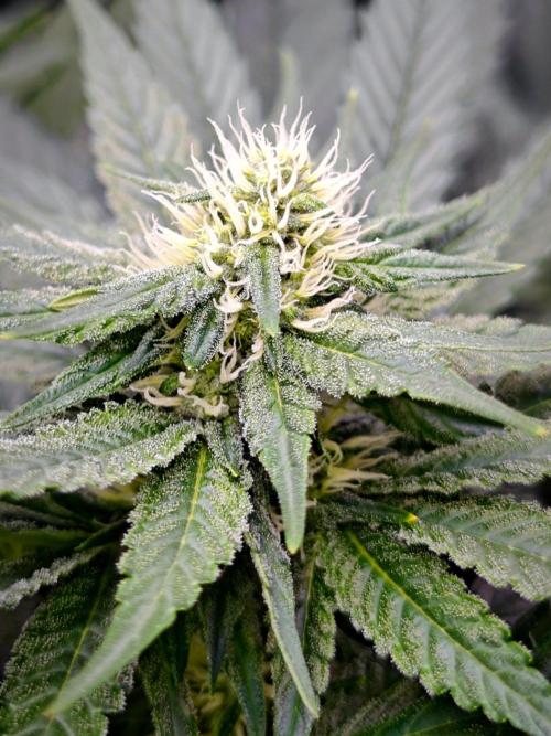 Organic Super Soil Showcase OSS. Week 8