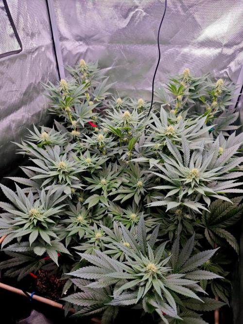 Organic Super Soil Showcase OSS. Week 8