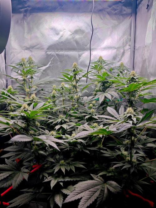 Organic Super Soil Showcase OSS. Week 8