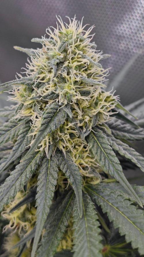 Organic Super Soil Showcase OSS. Week 9