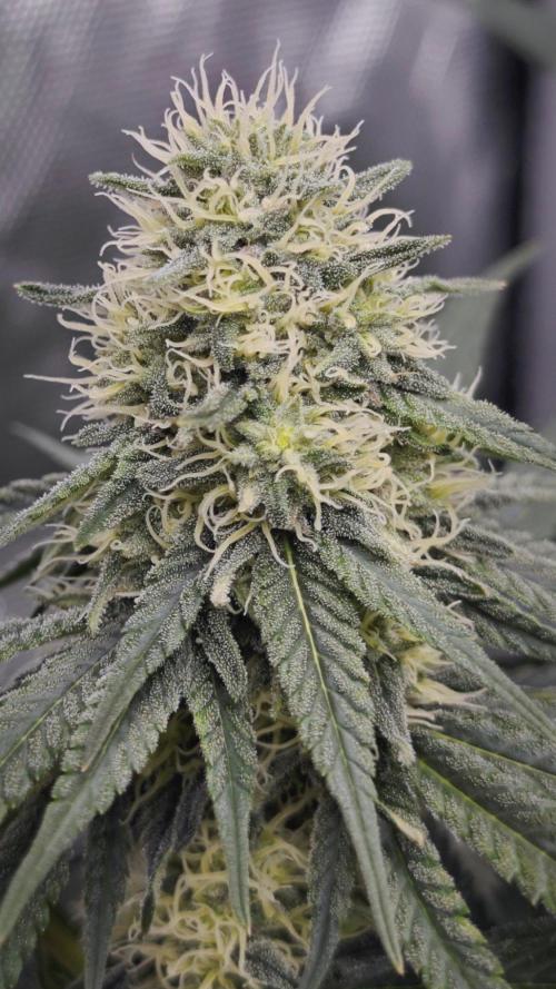 Organic Super Soil Showcase OSS. Week 9