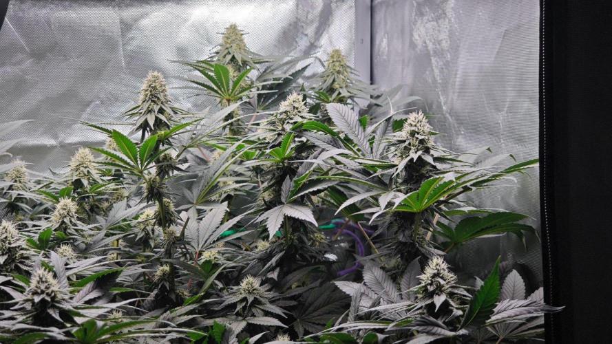 Organic Super Soil Showcase OSS. Week 9
