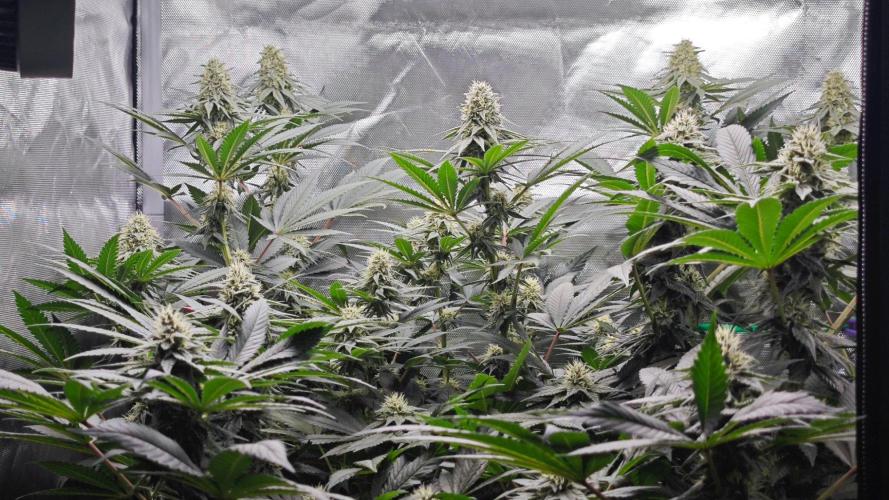 Organic Super Soil Showcase OSS. Week 9