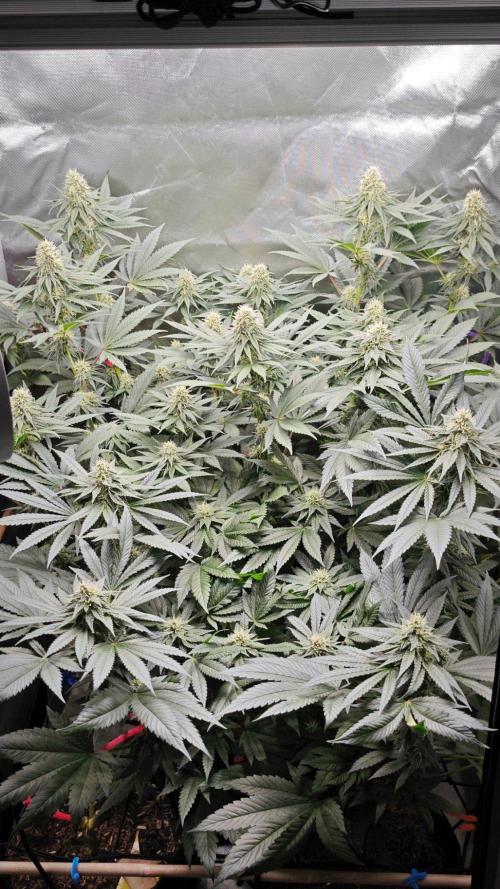 Organic Super Soil Showcase OSS. Week 9
