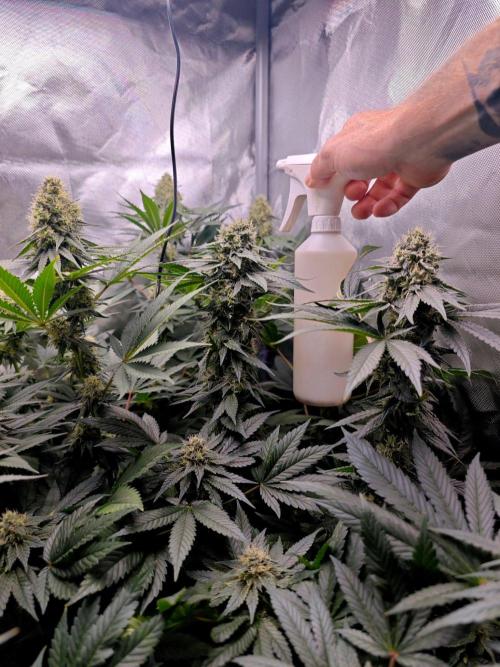 Organic Super Soil Showcase OSS. Week 10