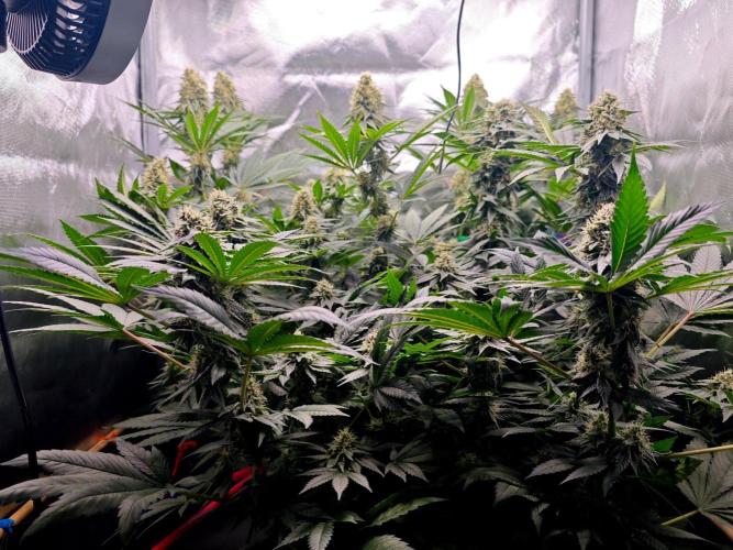 Organic Super Soil Showcase OSS. Week 10