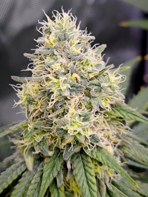 Organic Super Soil Showcase OSS. Week 10