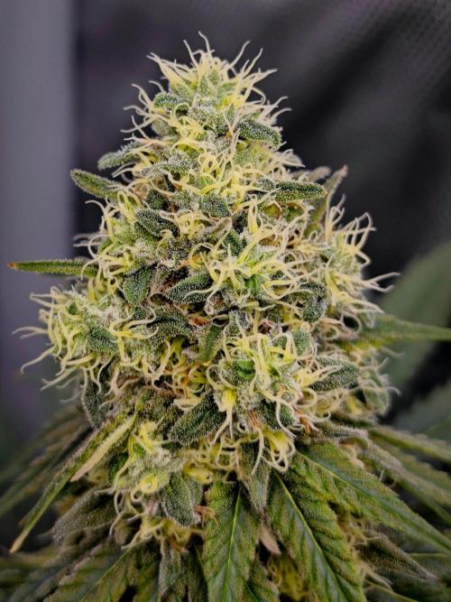 Organic Super Soil Showcase OSS. Week 10