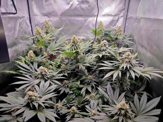 Organic Super Soil Showcase OSS. Week 10