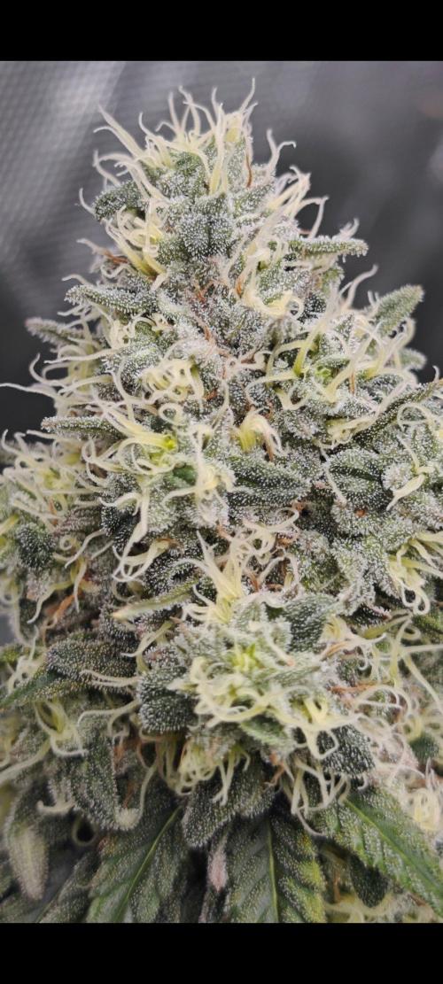Organic Super Soil Showcase OSS. Week 10