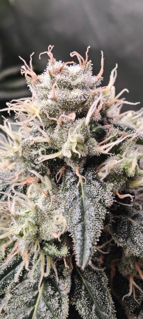 Organic Super Soil Showcase OSS. Week 10