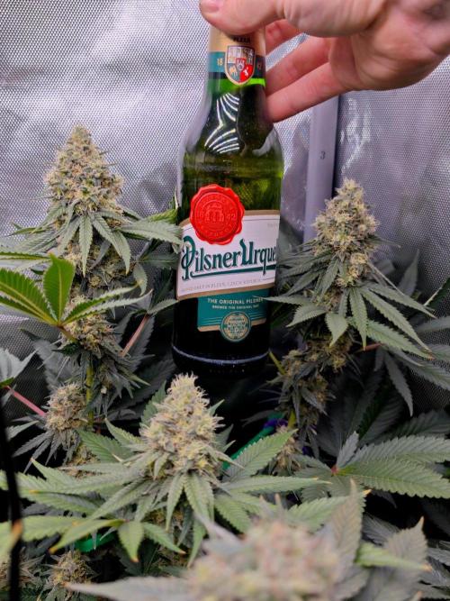 Organic Super Soil Showcase OSS. Week 10 - Zingatsu 
Nice Weekend 🍻