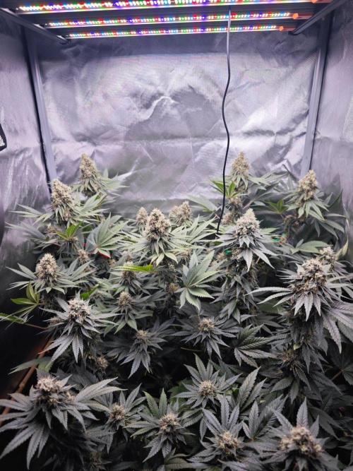 Organic Super Soil Showcase OSS. Week 11
