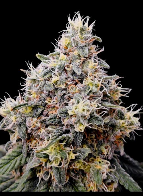 Organic Super Soil Showcase OSS. Week 11