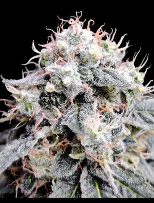 Organic Super Soil Showcase OSS. Week 11