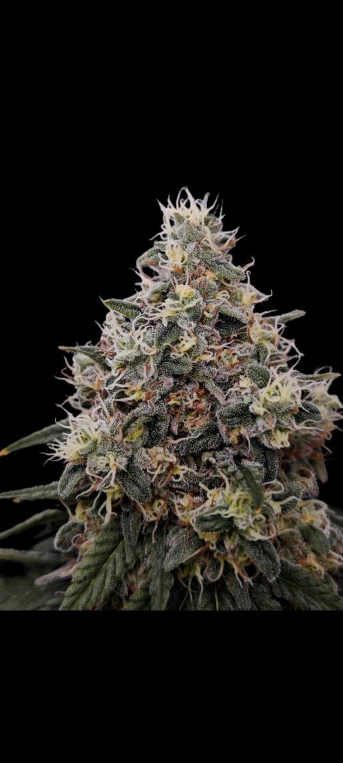 Organic Super Soil Showcase OSS. Week 11