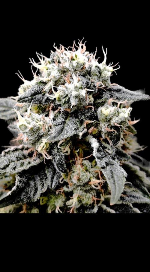 Organic Super Soil Showcase OSS. Week 11
