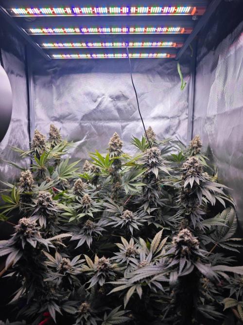 Organic Super Soil Showcase OSS. Week 12