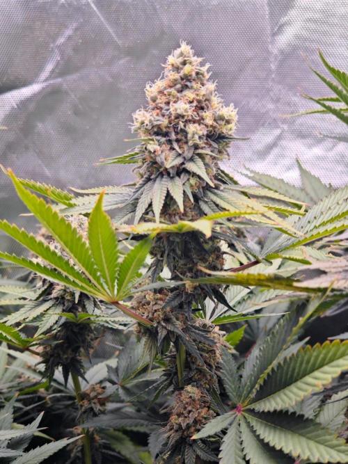 Organic Super Soil Showcase OSS. Week 12