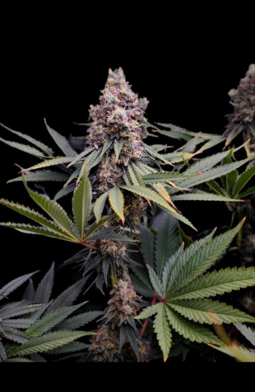 Organic Super Soil Showcase OSS. Week 12