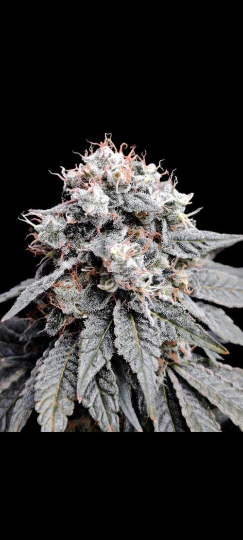 Organic Super Soil Showcase OSS. Week 12