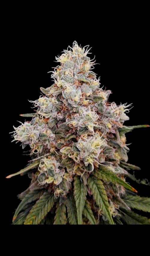 Organic Super Soil Showcase OSS. Week 12