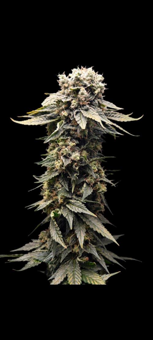 Organic Super Soil Showcase OSS. Week 13